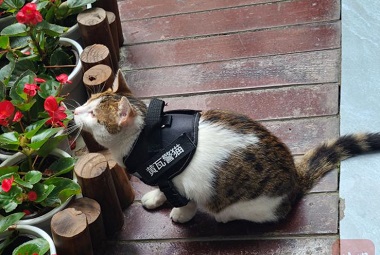 あなたは警察の猫を見たことがありますか? 成都のこの警察猫は一流の調停能力を誇る!