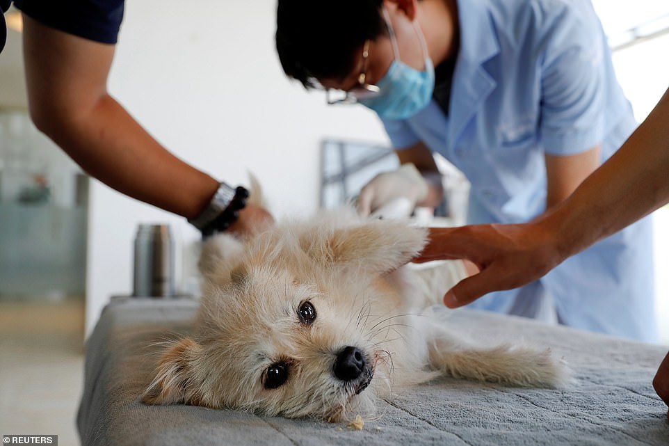 Staff from Sinogene extract a gene sample from nine-year-old Juice at He Jun's pet resort in Beijing on June 7