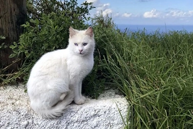 猫は実際にどんな色を見ることができますか? 彼らは好きな色を持っていますか?