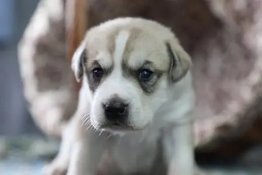 中国でクローン化された最初の遺伝子編集された犬が倫理的懸念を提起