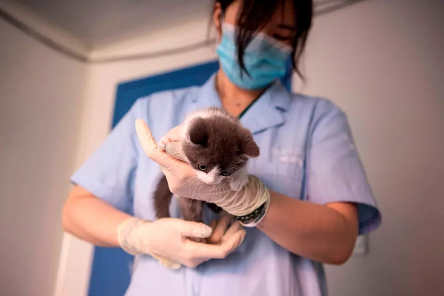 中国が最初のクローン子猫を紹介