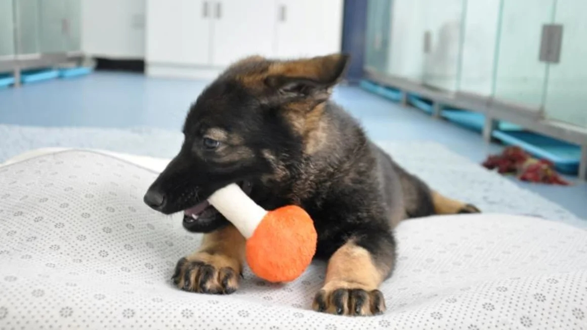 中国が最初のクローン警察犬の訓練を開始